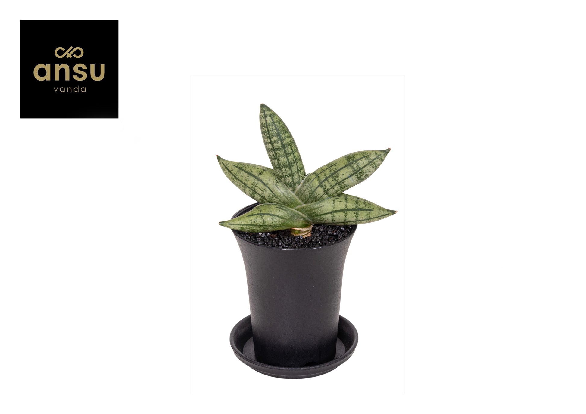 Sansevieria cyl. Inti 15cm 7.5cm Pot