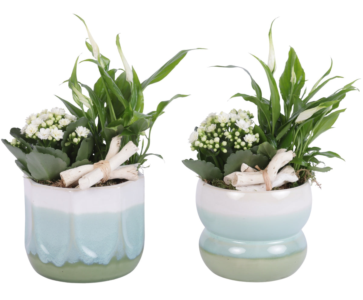 Indoor arrangement 25cm 15cm Pot