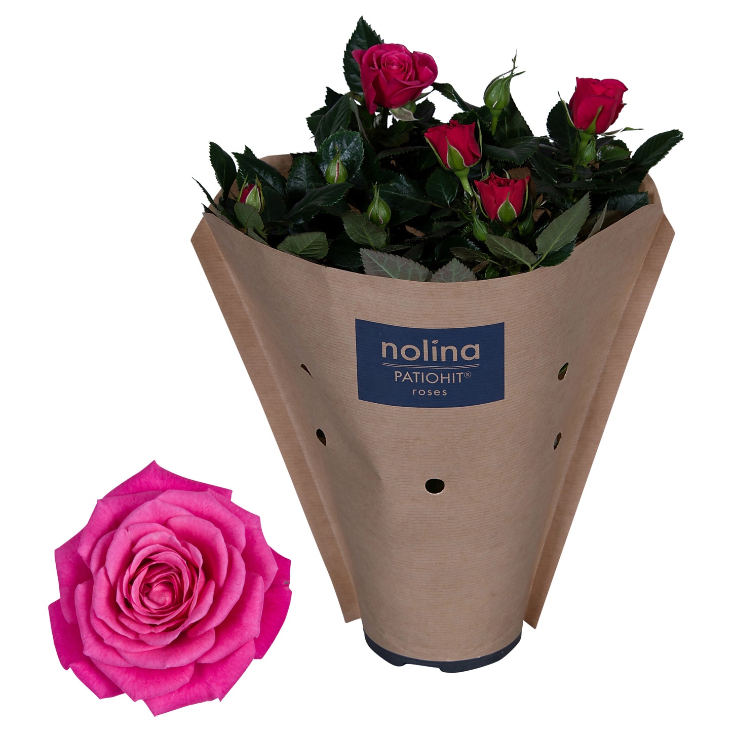 Rosa pink 36cm 13cm Pot