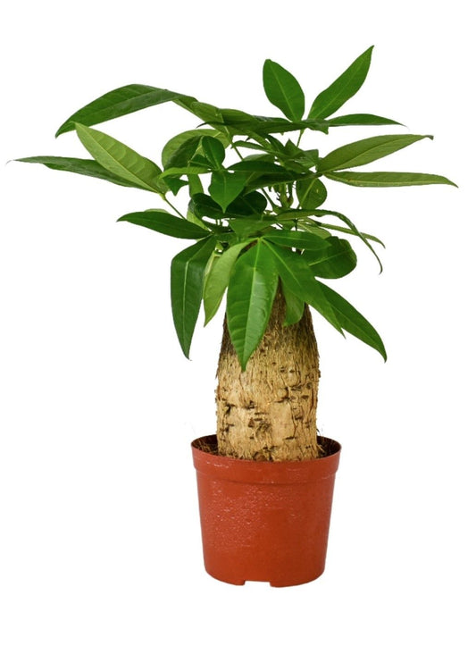 Pachira aquatica 30cm 12cm Pot