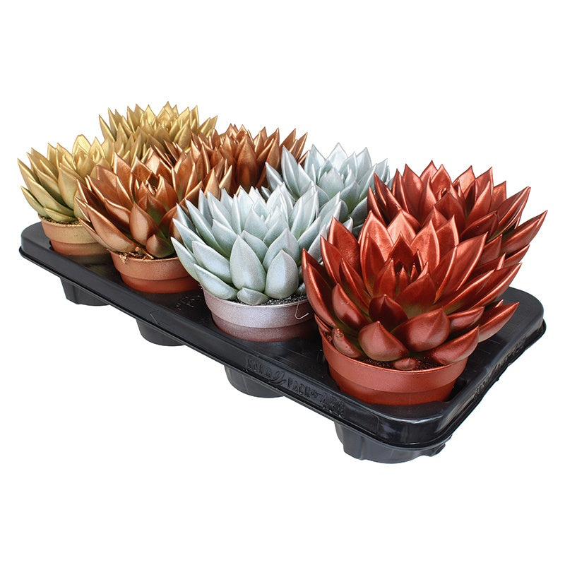 Echeveria colored mix 14cm 12cm Pot