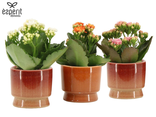 Kalanchoe Rosalina mix 12cm 6cm Pot