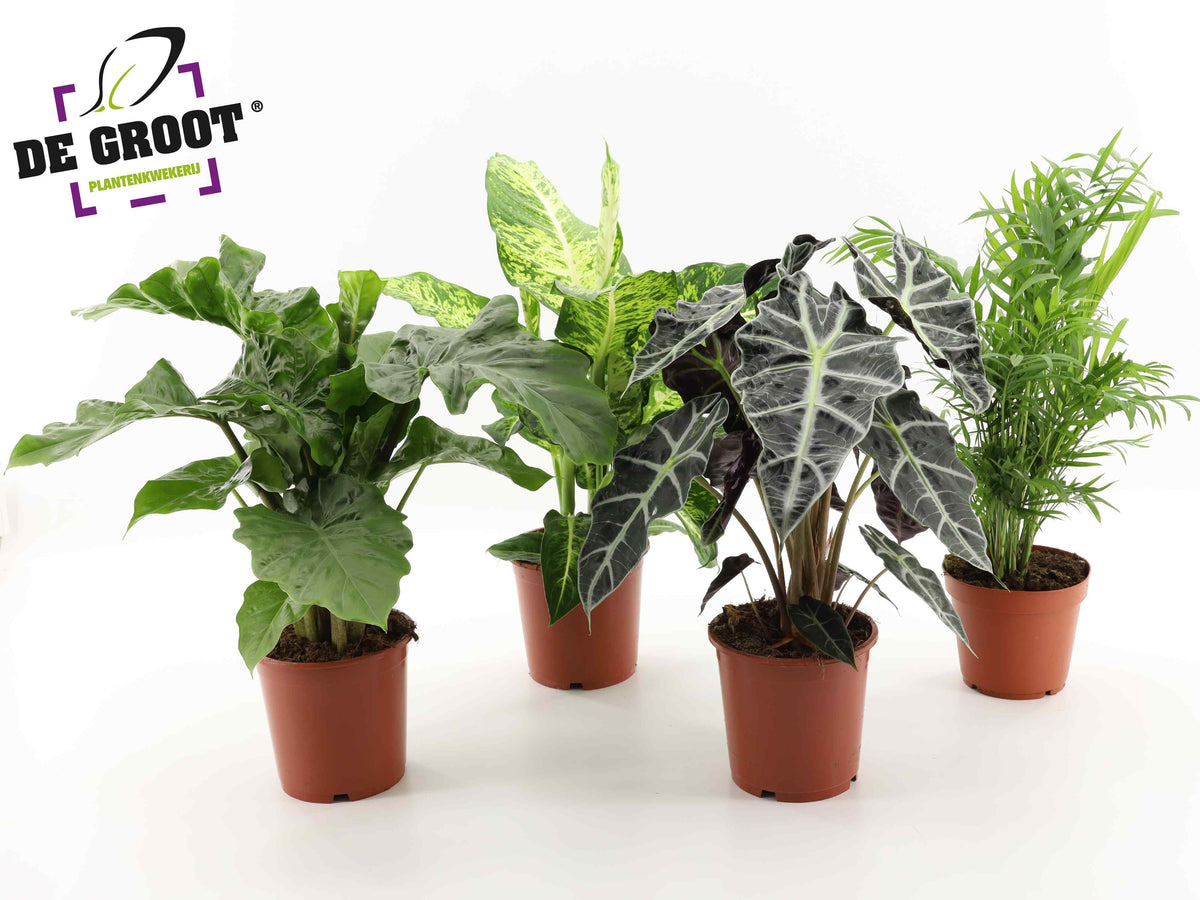 Foliage houseplants mix 55cm 17cm Pot