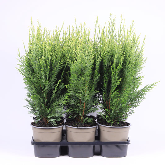 Chamaecyparis White Spot 45cm 15cm Pot
