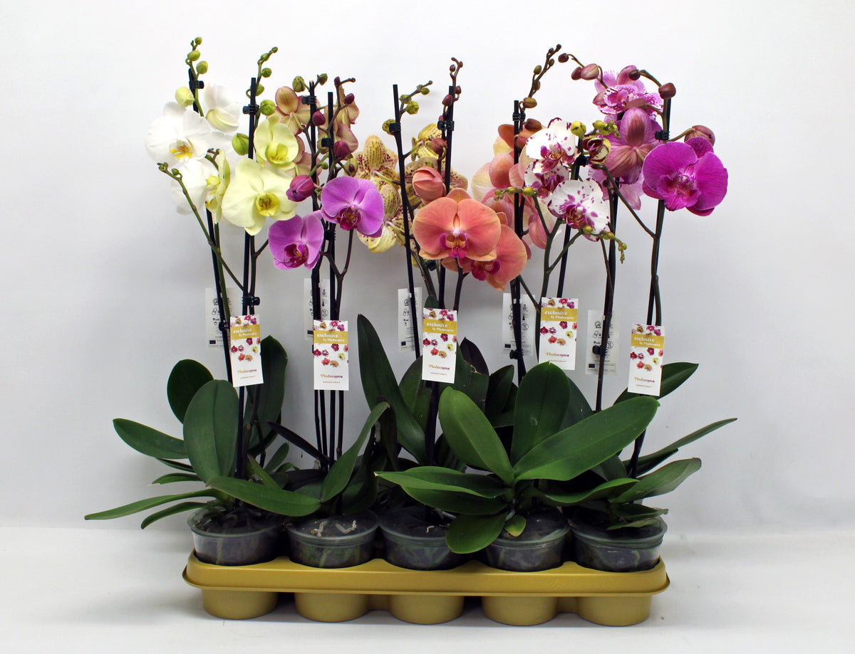 Phalaenopsis mix 10 colors 60cm 12cm Pot