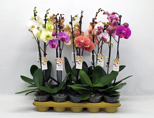 Phalaenopsis mix 10 colors 60cm 12cm Pot