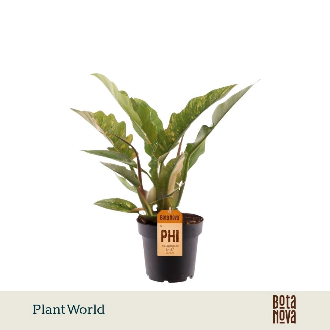 Plantworld Jogrow Philodendron Ring of Fire Pack of 10