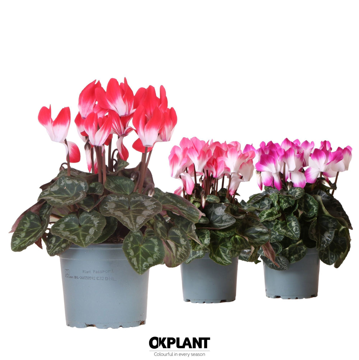 Cyclamen Indiaka mix 27cm 12cm Pot