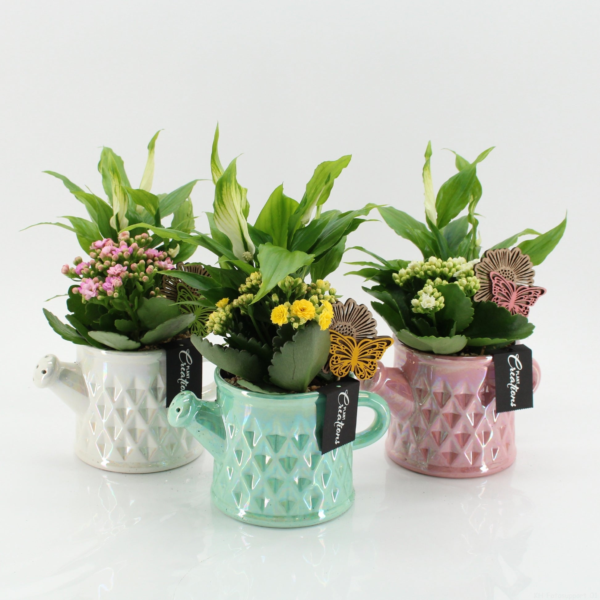 Indoor Flowering arrangement 30cm 13cm Pot