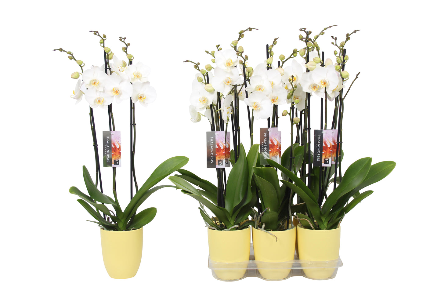 Phalaenopsis white (+ drp.ceramic) 60cm 12cm Pot