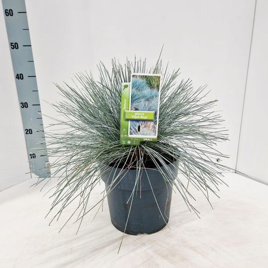 Festuca Elijah Blue 40cm 23cm Pot