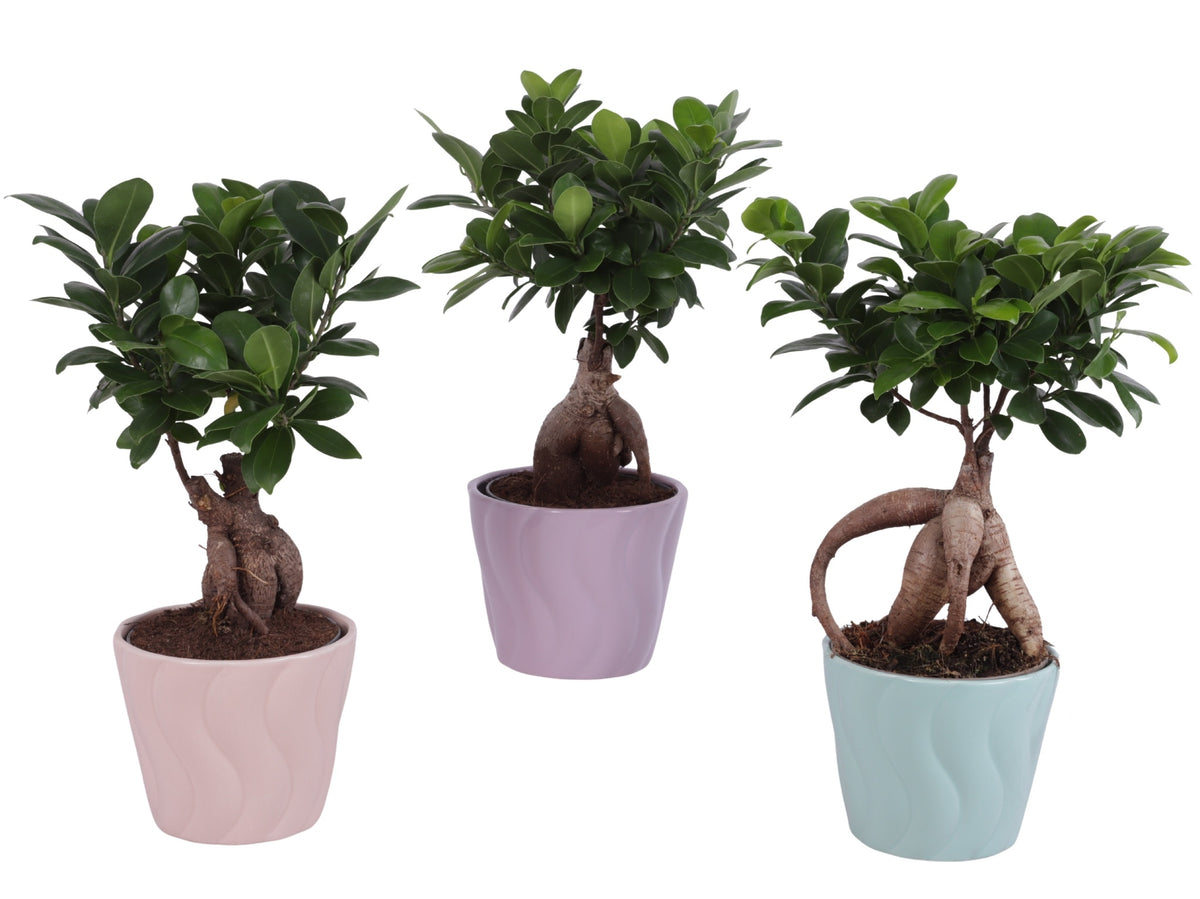 Ficus Ginseng 35cm 14cm Pot