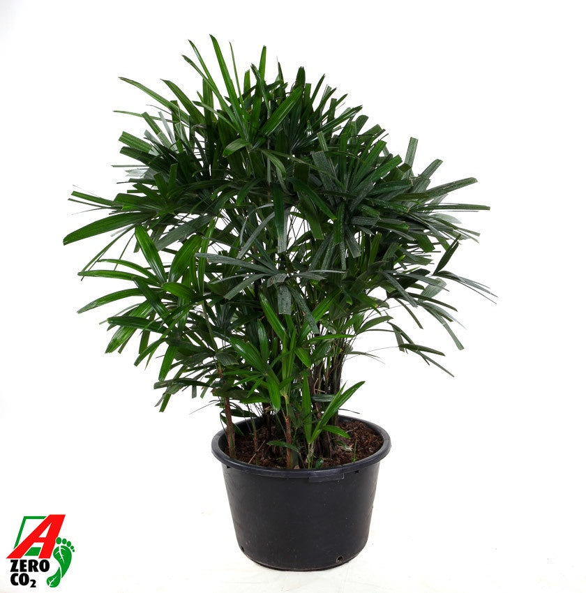Rhapis excelsa 160cm 65cm Pot