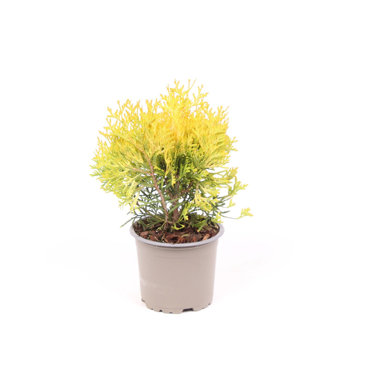 Thuja occidentalis 20cm 11cm Pot
