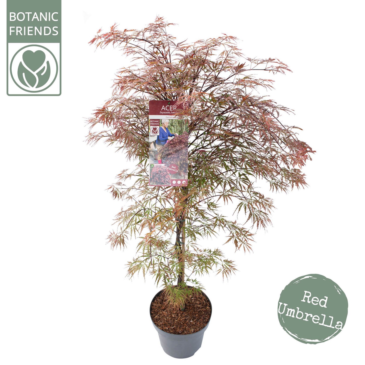 Acer Garnet 130cm 30cm Pot