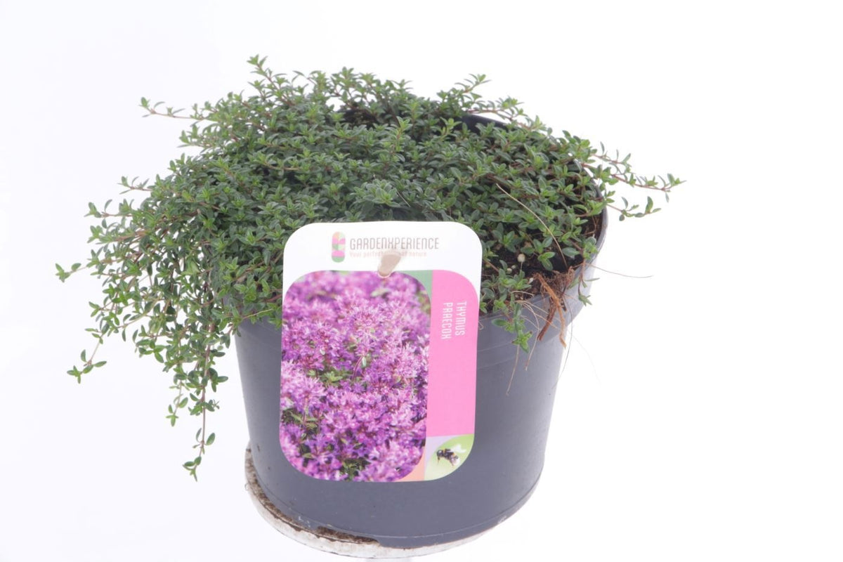 Thymus prae. Purpurteppich 20cm 13cm Pot