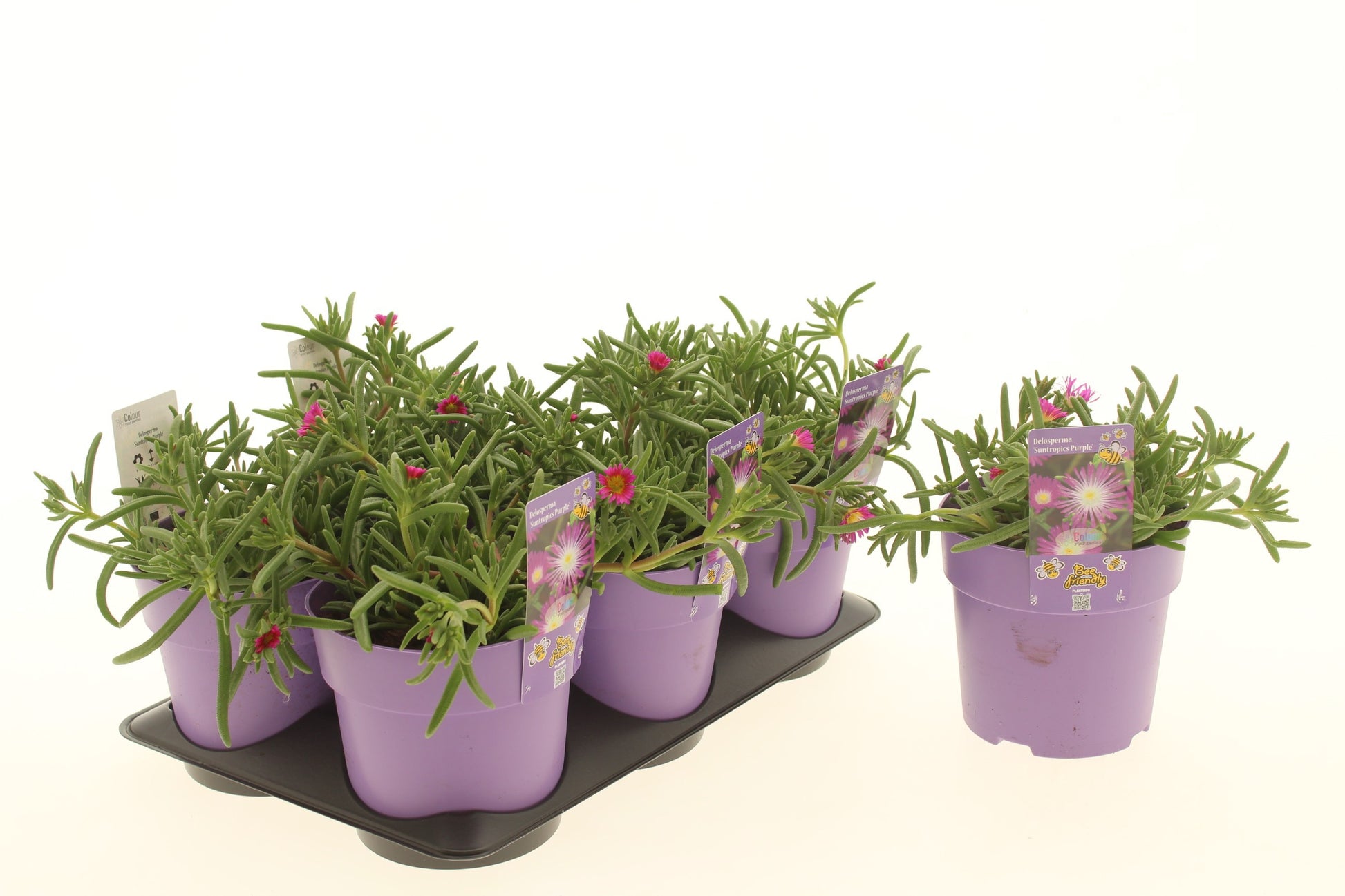 Delosperma cooperi 20cm 15cm Pot