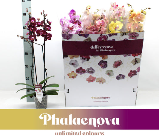 Phalaenopsis mix 12 colors 65cm 12cm Pot