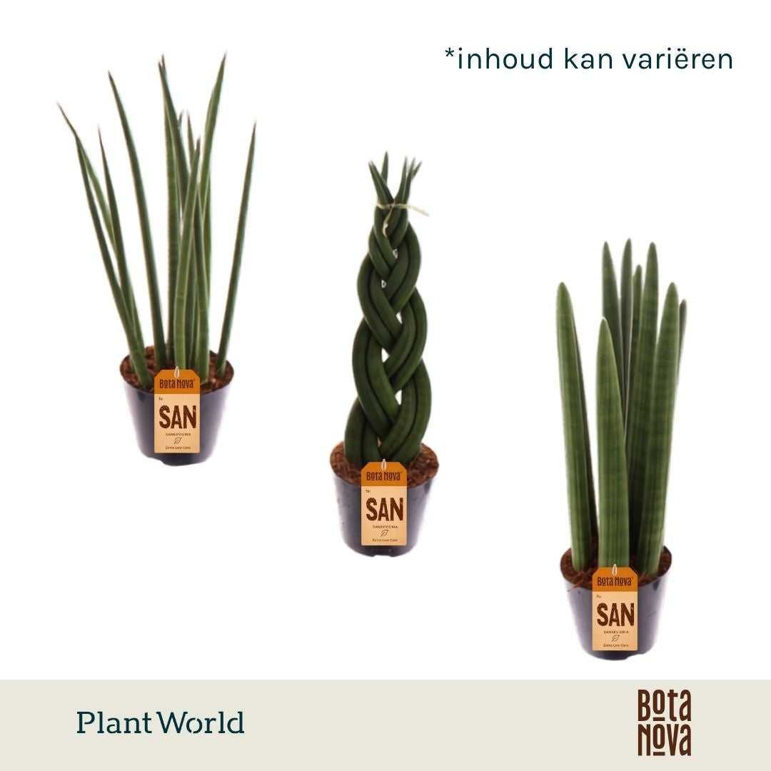 Sansevieria mix 999cm 10.5cm Pot