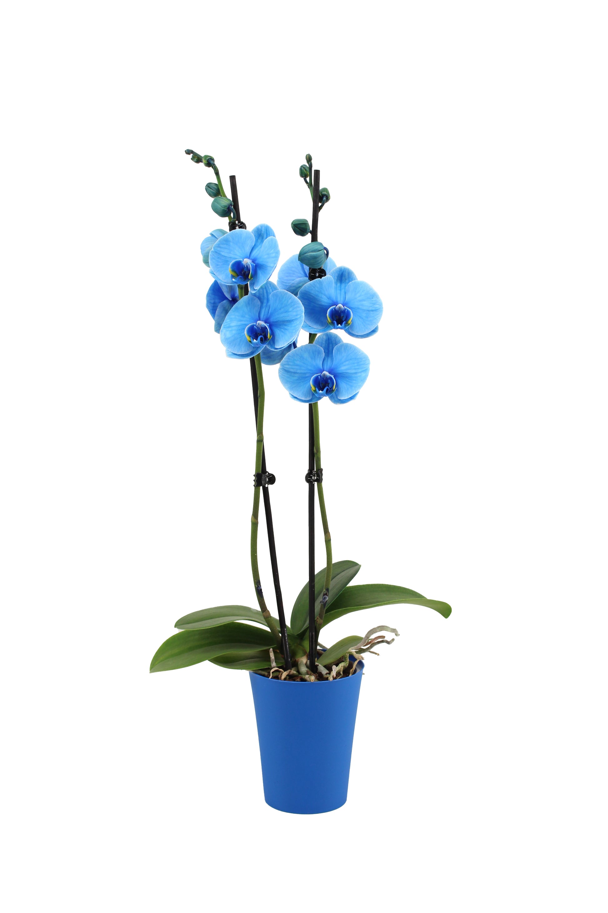 VG Colours Phalaenopsis I Am Blue Pack of 10