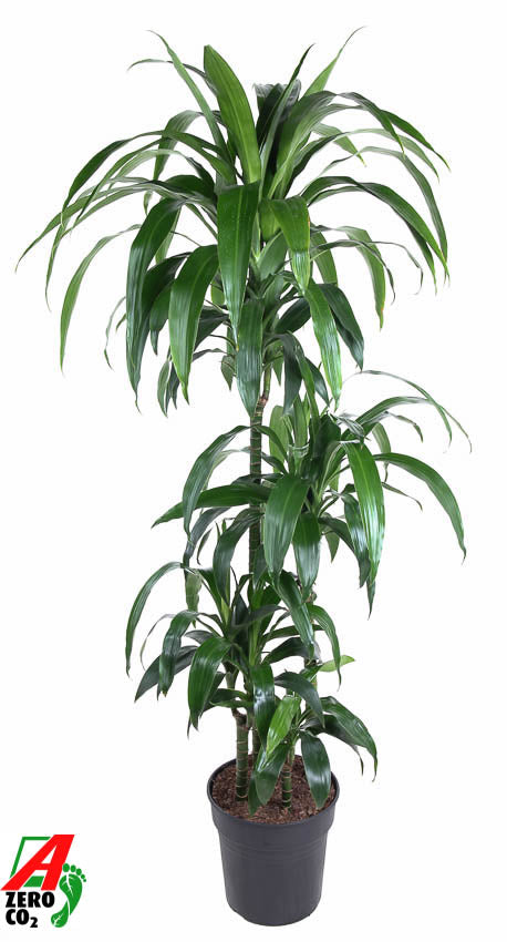 Dracaena fragrans Janet Craig 150cm 27cm Pot