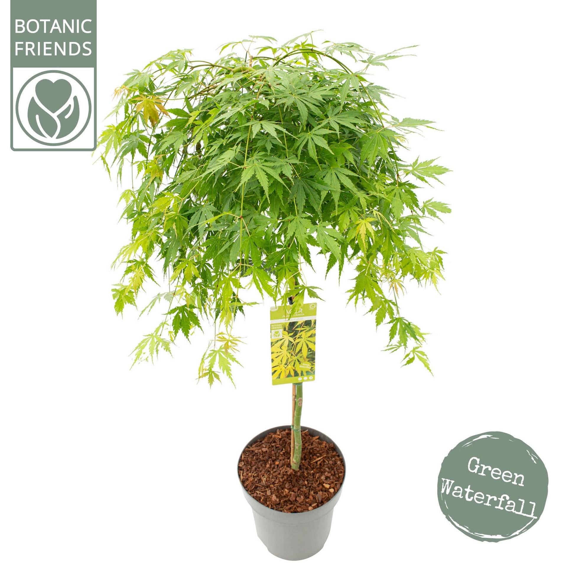 Acer palm. Cascade Emerald 160cm 30cm Pot