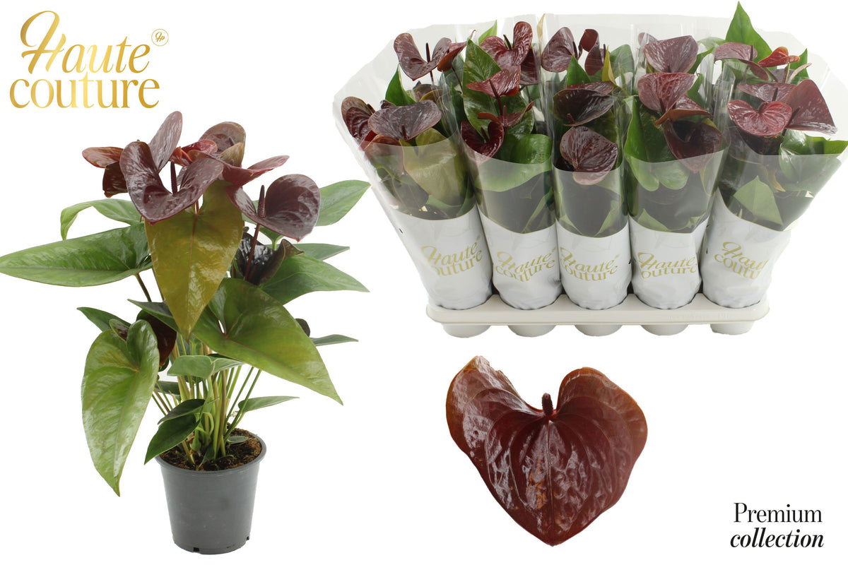 Anthurium Essencia 40cm 12cm Pot