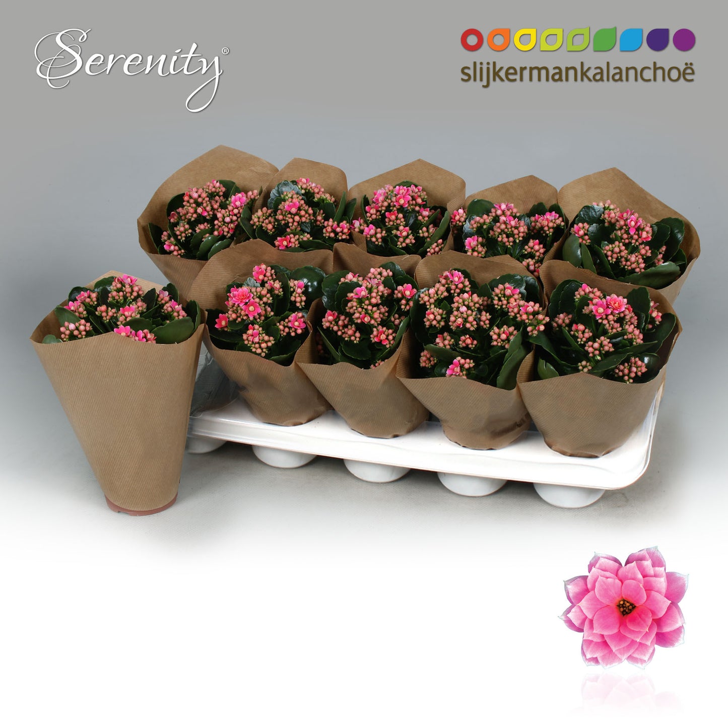 SlijkermanKalanchoe Kalanchoe Serenity Pink-White Pack of 10