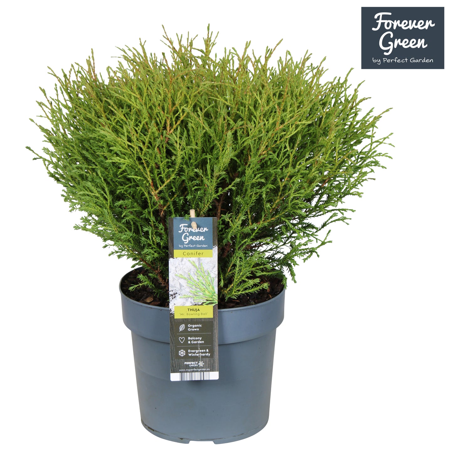 Thuja occidentalis Mr. Bowling Ball 70cm 19cm Pot