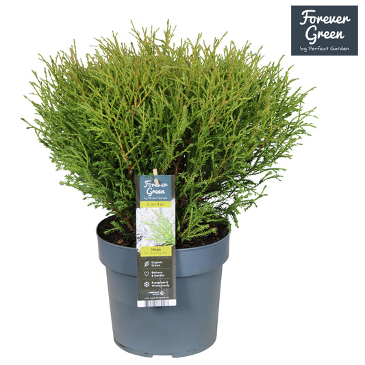 Thuja occidentalis Mr. Bowling Ball 70cm 19cm Pot