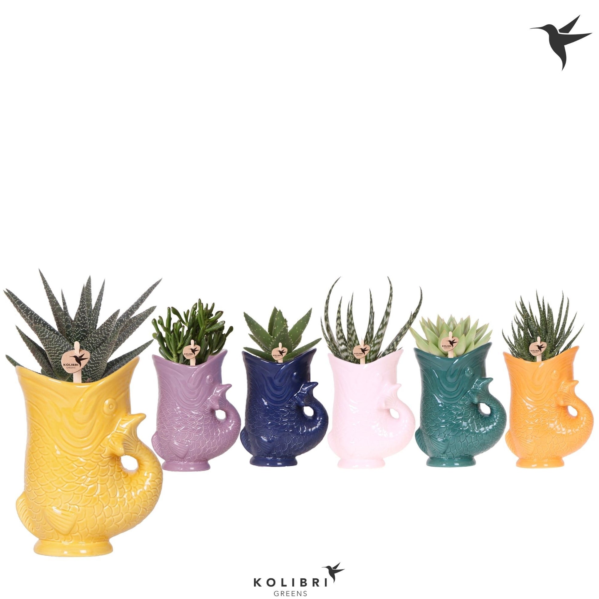Succulent mix 27cm 9cm Pot
