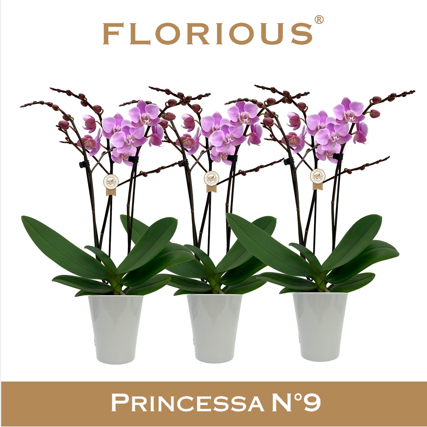 Florious Orchids Phalaenopsis pink Pack of 6