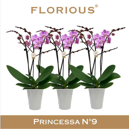 Phalaenopsis pink 40cm 9cm Pot