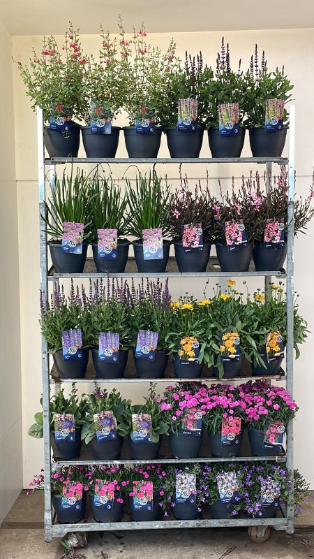 Perennials  mix 55cm 23cm Pot