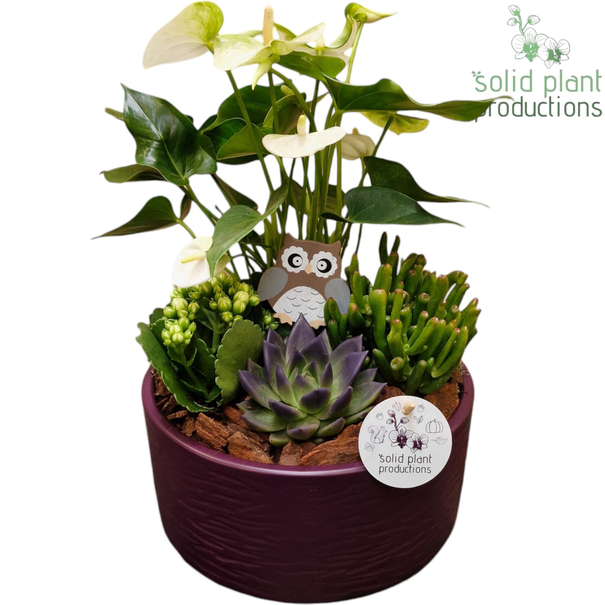AE004 Stella Purple Echeveria 42cm 22cm Pot