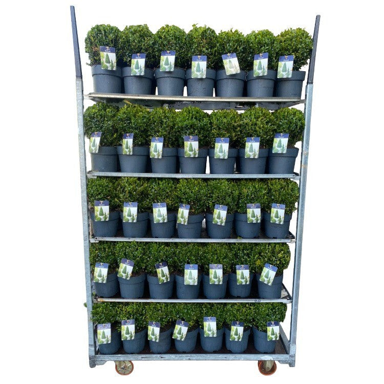 Buxus sempervirens ball 30cm 19cm Pot