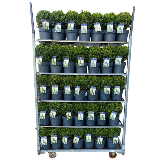 Buxus sempervirens ball 30cm 19cm Pot