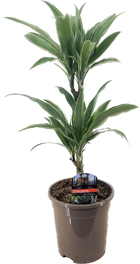 Dracaena fragrans Warneckei 60cm 17cm Pot