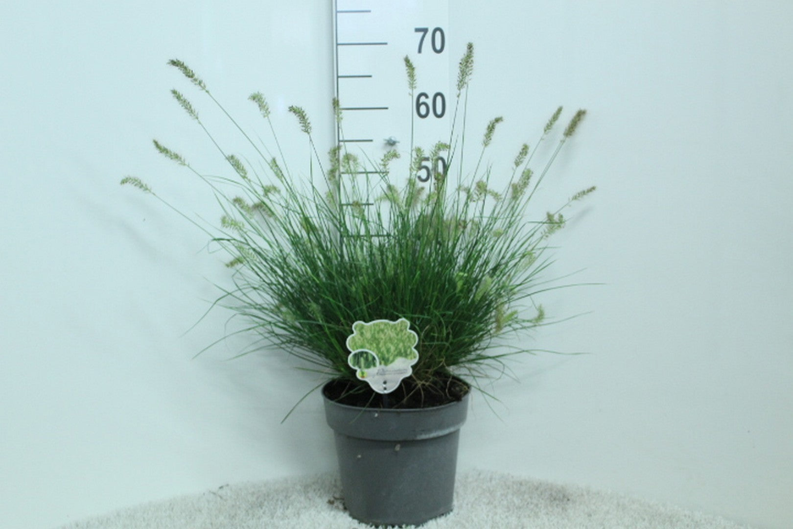 van Tol & Van der Linde Pennisetum Little Bunny Pack of 1