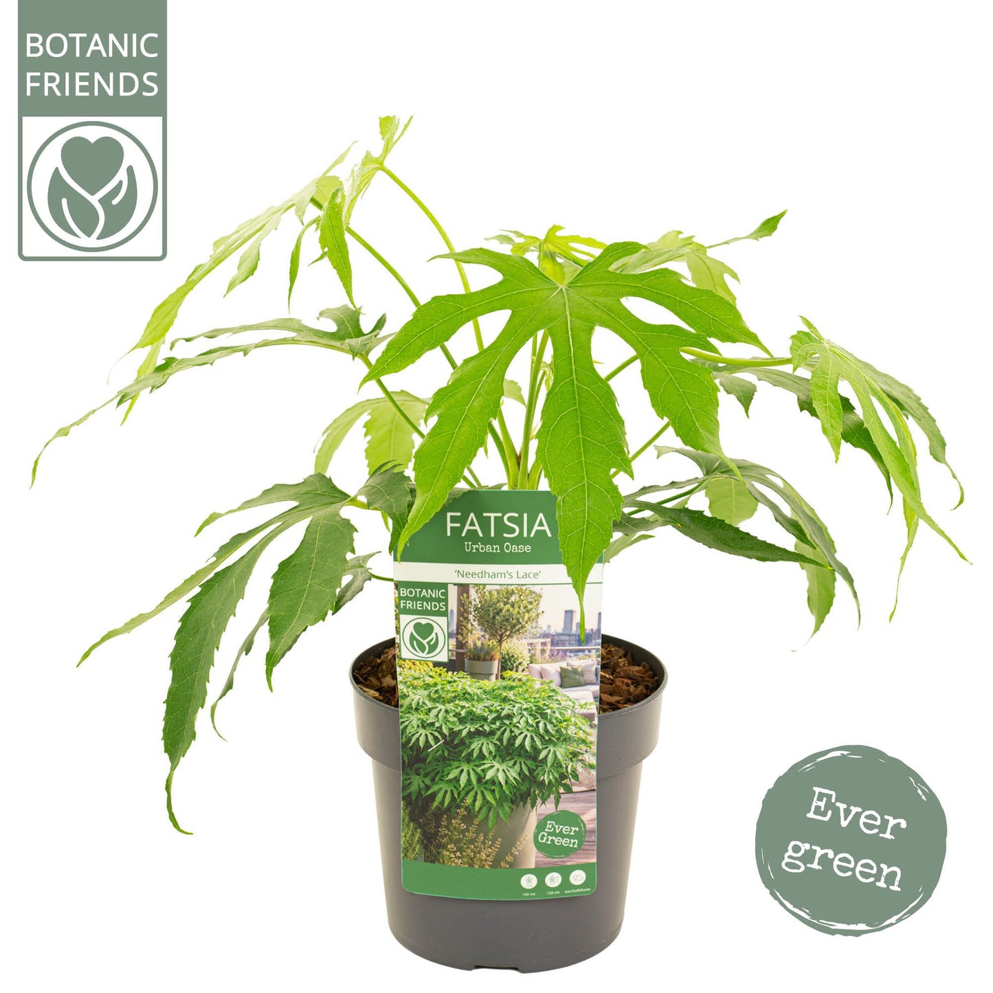 Fatsia japonica 60cm 19cm Pot