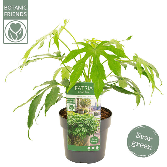Fatsia japonica 60cm 19cm Pot