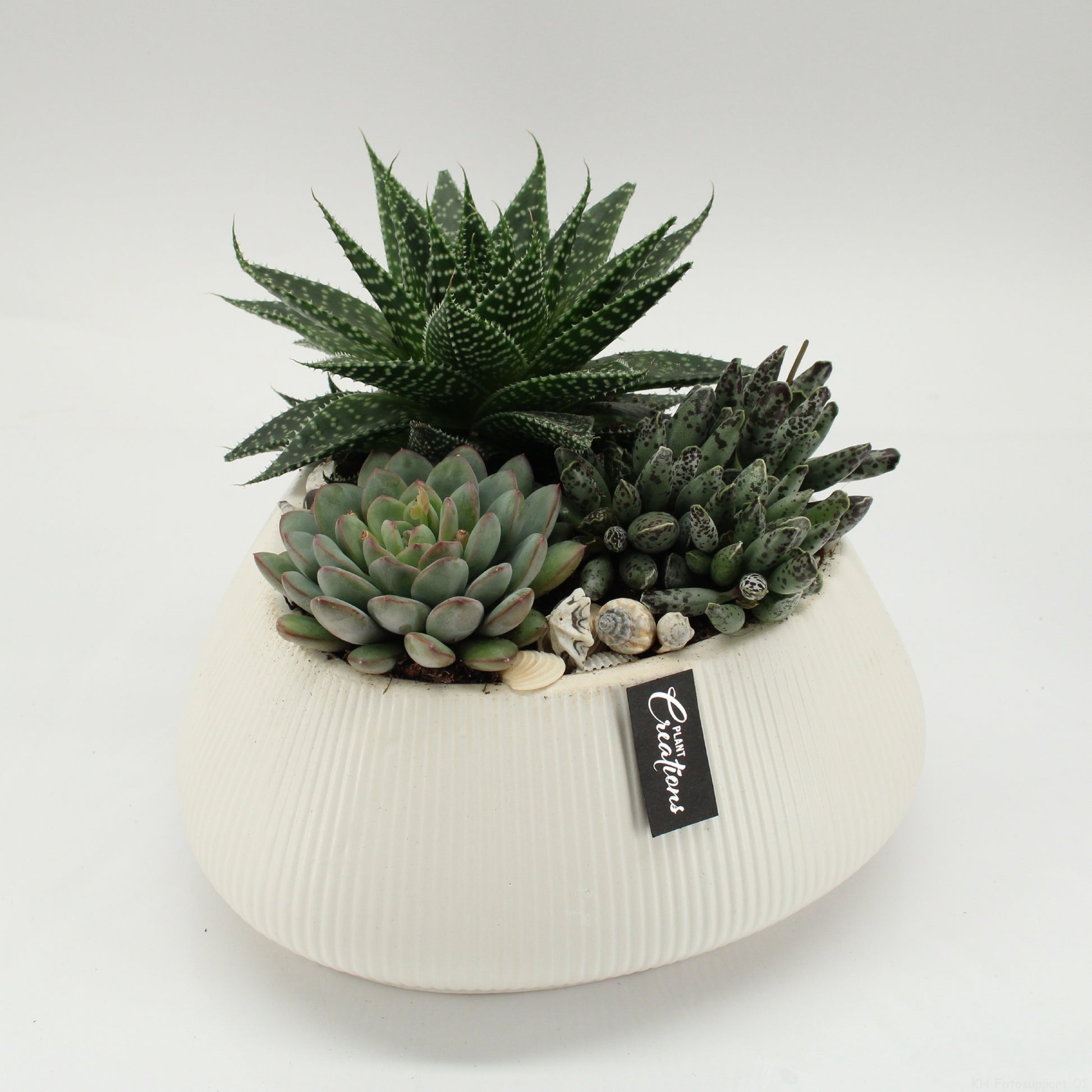 Indoor green arrangement 20cm 24cm Pot
