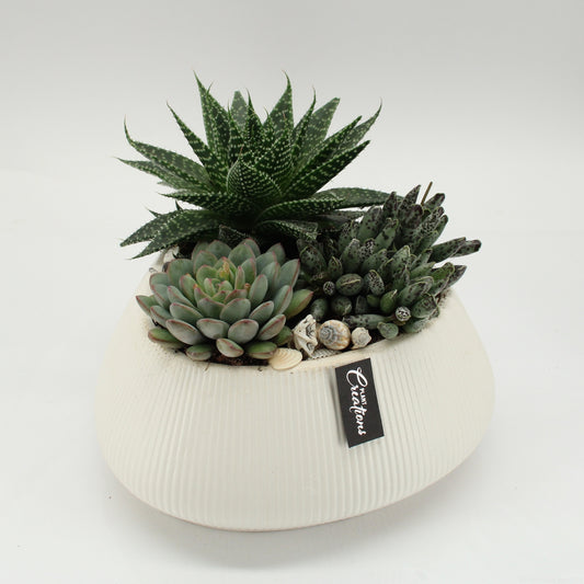Indoor green arrangement 20cm 24cm Pot