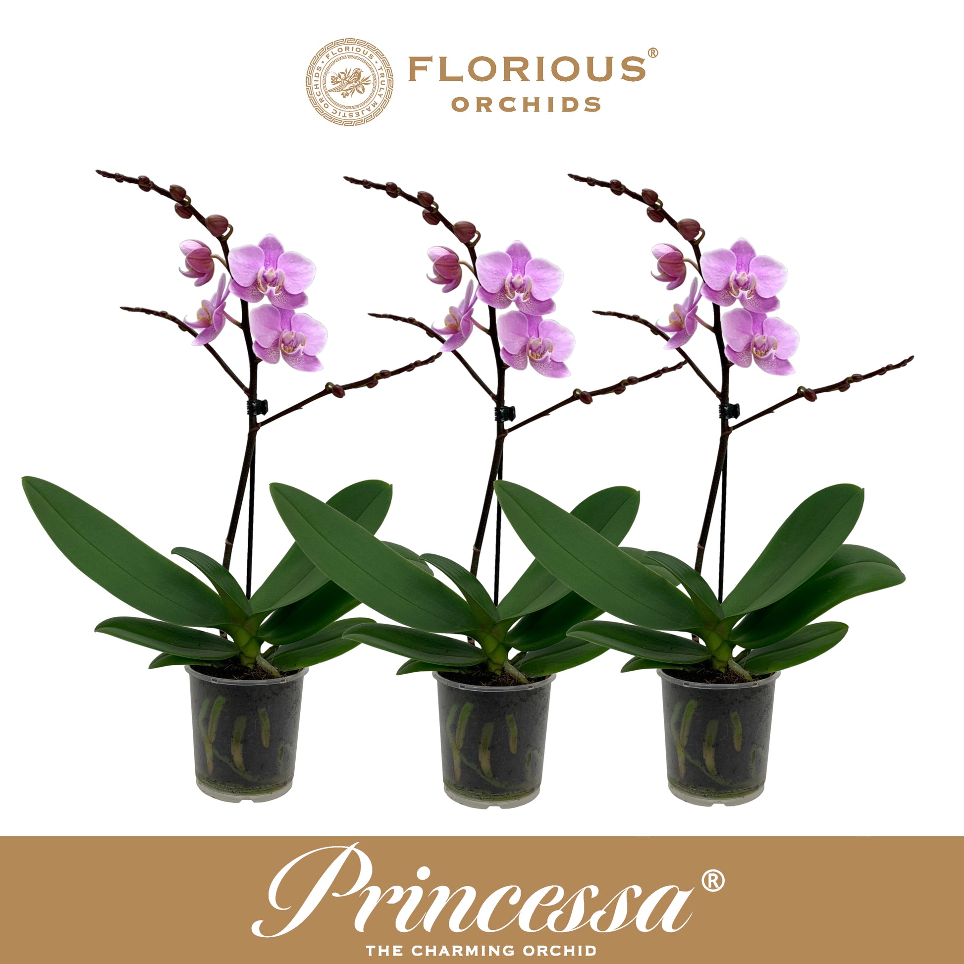 Florious Orchids Phalaenopsis pink Pack of 12
