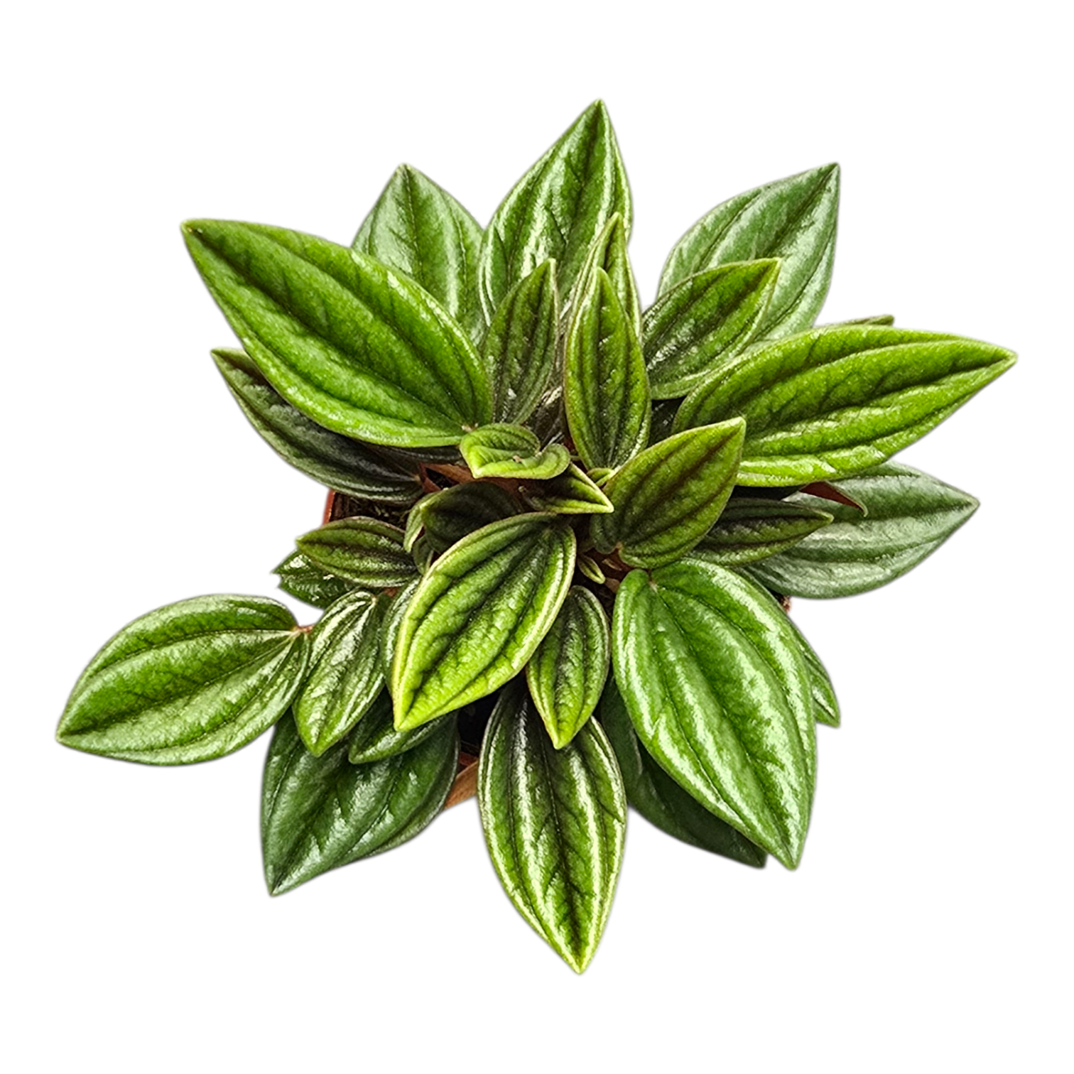 Peperomia Rosso 15cm 7cm Pot