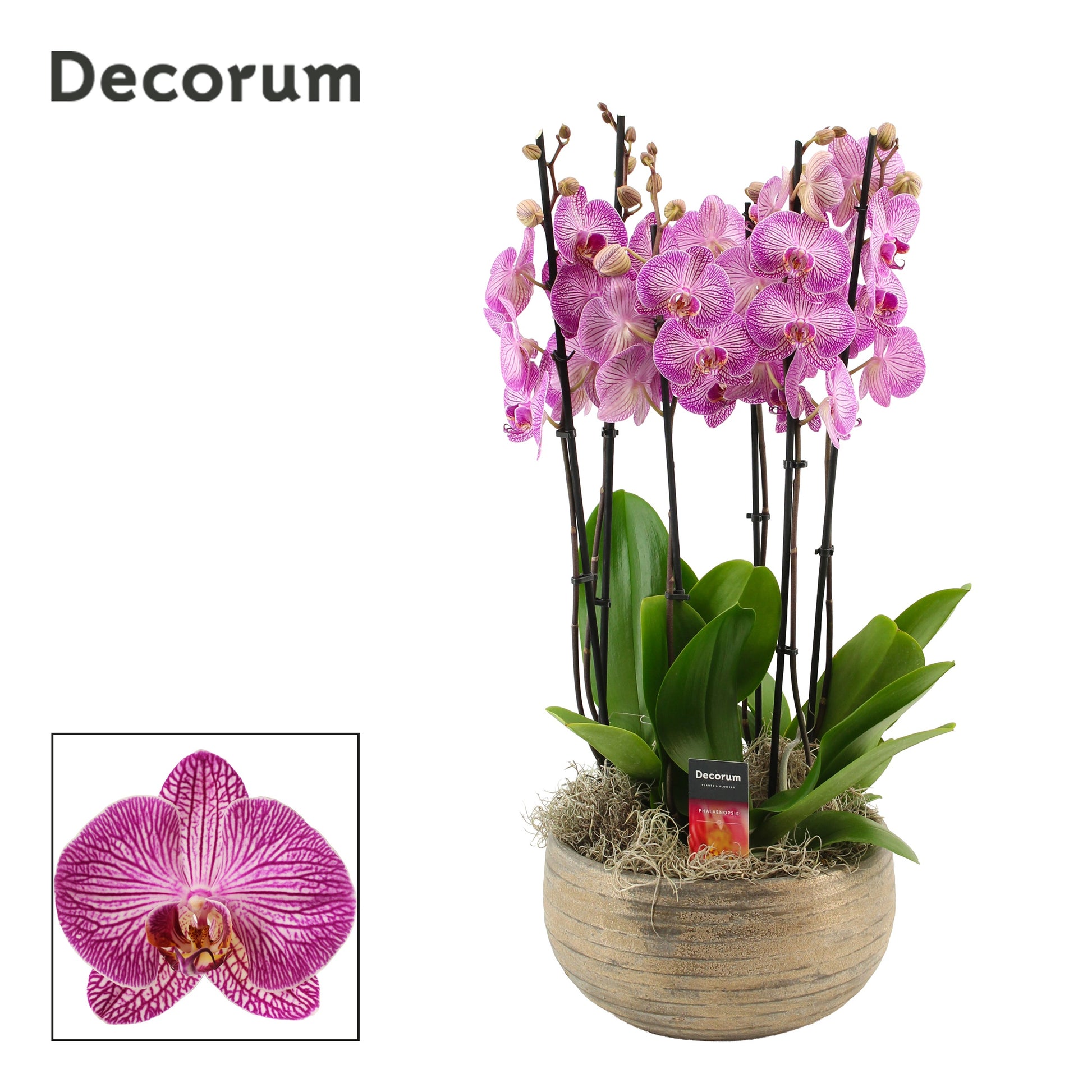 Phalaenopsis purple 65cm 27cm Pot
