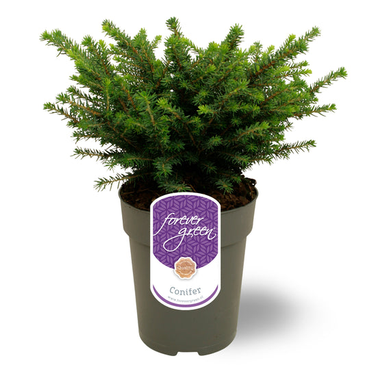 Picea omorika Karel 35cm 15cm Pot