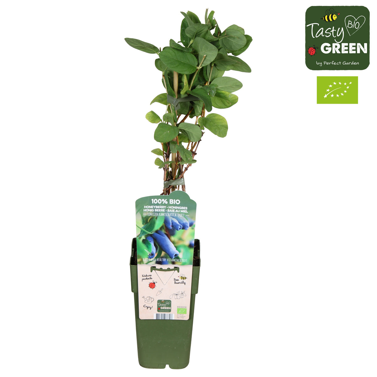 Lonicera mix 55cm 15cm Pot