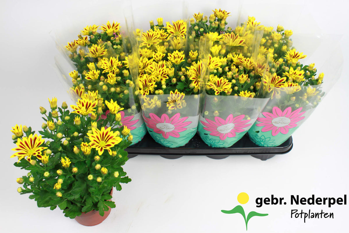 Chrysanthemum Rainbow Lake Worth 27cm 14cm Pot