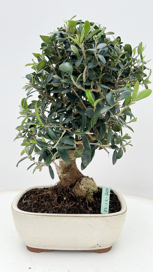 Olea europaea 35cm 21cm Pot
